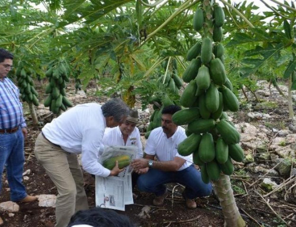 Como se come la papaya Pamasur